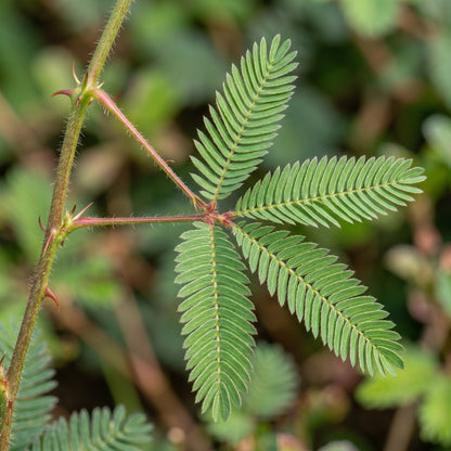 Sensitive Plant Seeds (Mimosa pudica) – Touch Me Not Plant