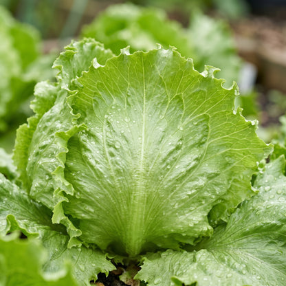 Iceberg Lettuce Seeds Lactuca sativa Crisp Head Lettuce Seeds