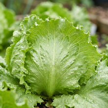 Iceberg Lettuce Seeds Lactuca sativa Crisp Head Lettuce Seeds
