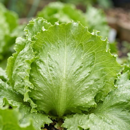Iceberg Lettuce Seeds Lactuca sativa Crisp Head Lettuce Seeds