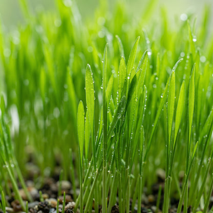 Organic Cat Grass Seeds – Natural Indoor Pet Grass Seeds