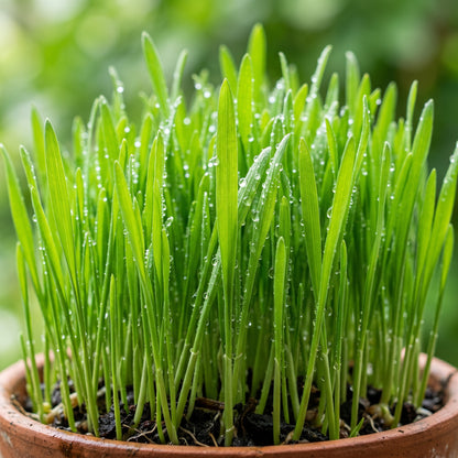 Organic Cat Grass Seeds – Natural Indoor Pet Grass Seeds