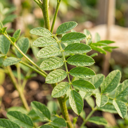 Licorice Seeds Glycyrrhiza glabra Perennial Plant Seeds