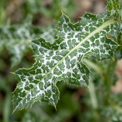 Milk Thistle Seeds (Silybum marianum) – Herb Flower Seeds