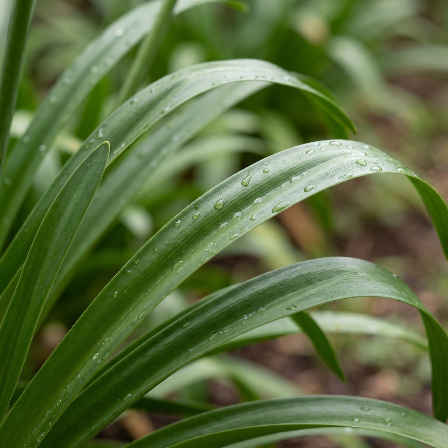 Lily of the Nile Seeds (Agapanthus Blue) – Perennial Flower Seeds