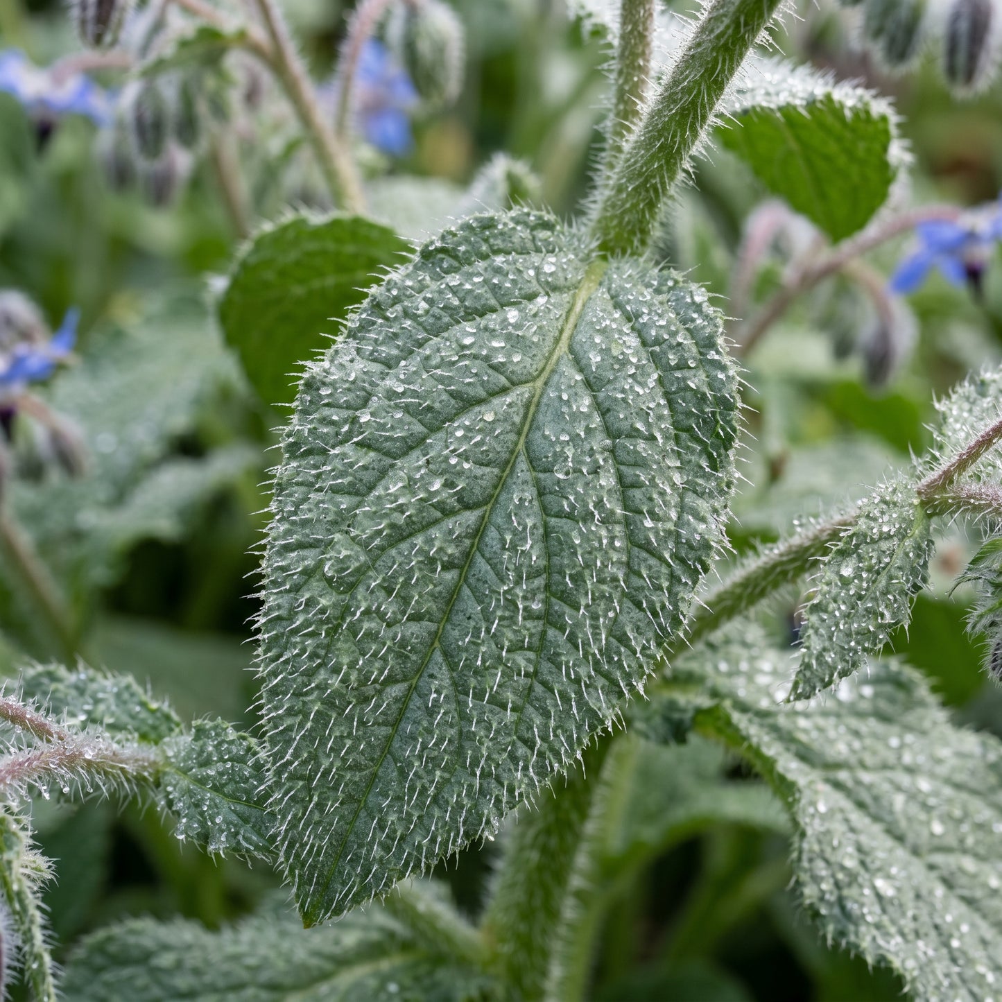 Borage Seeds (Borago officinalis) – Blue Star Flower Herb Seeds