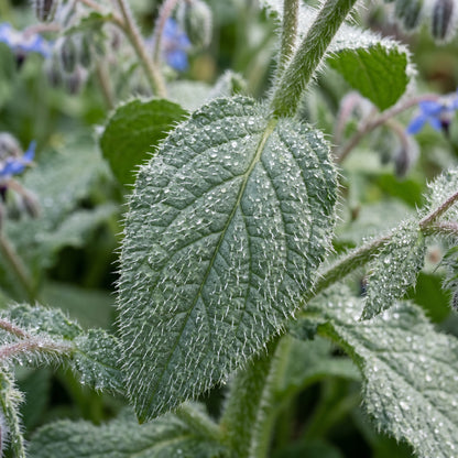 Borage Seeds (Borago officinalis) – Blue Star Flower Herb Seeds