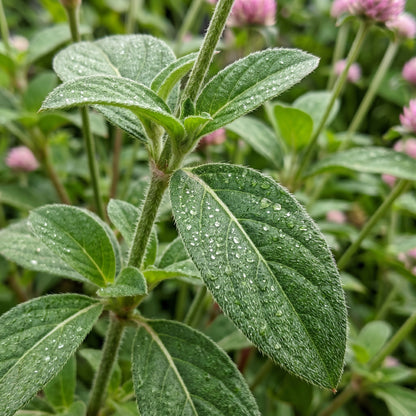 Globe Amaranth Seeds (Gomphrena globosa) – Mixed Color Flower Seeds