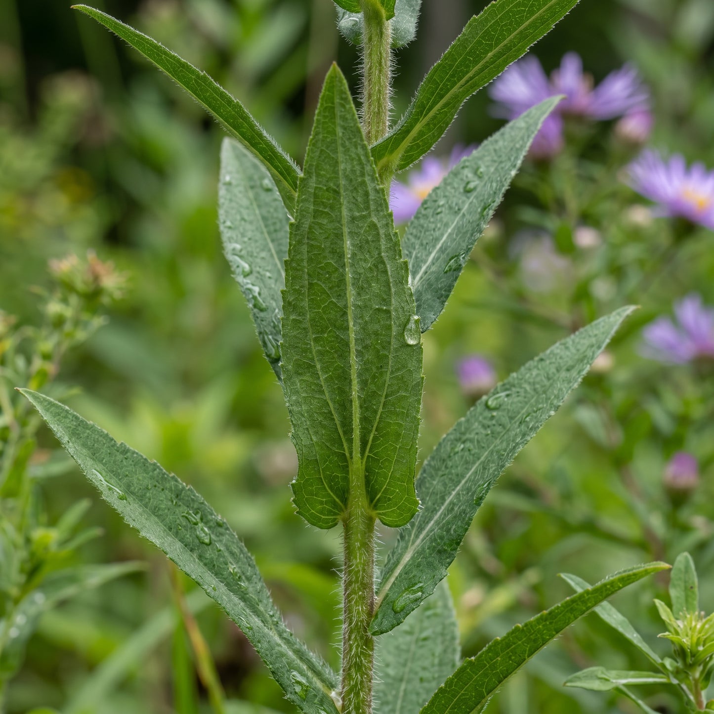 New England Aster Seeds (Aster novae-angliae) – Purple Flower Seeds