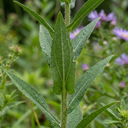 New England Aster Seeds (Aster novae-angliae) – Purple Flower Seeds