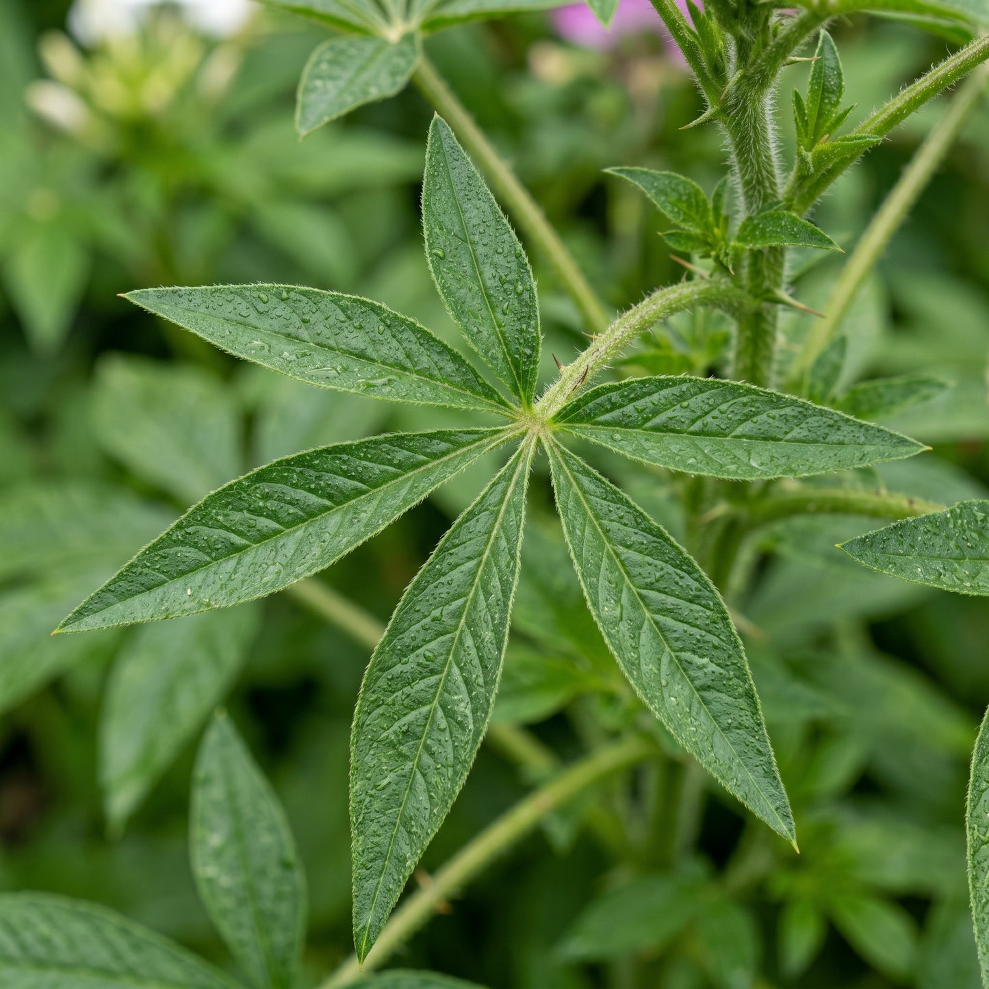 Spider Flower Seeds Cleome Mix Annual Flower Seeds