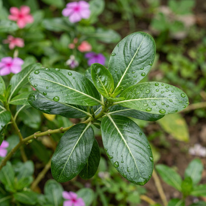 Mixed Periwinkle Seeds Vinca Mixed Color Flower Seeds