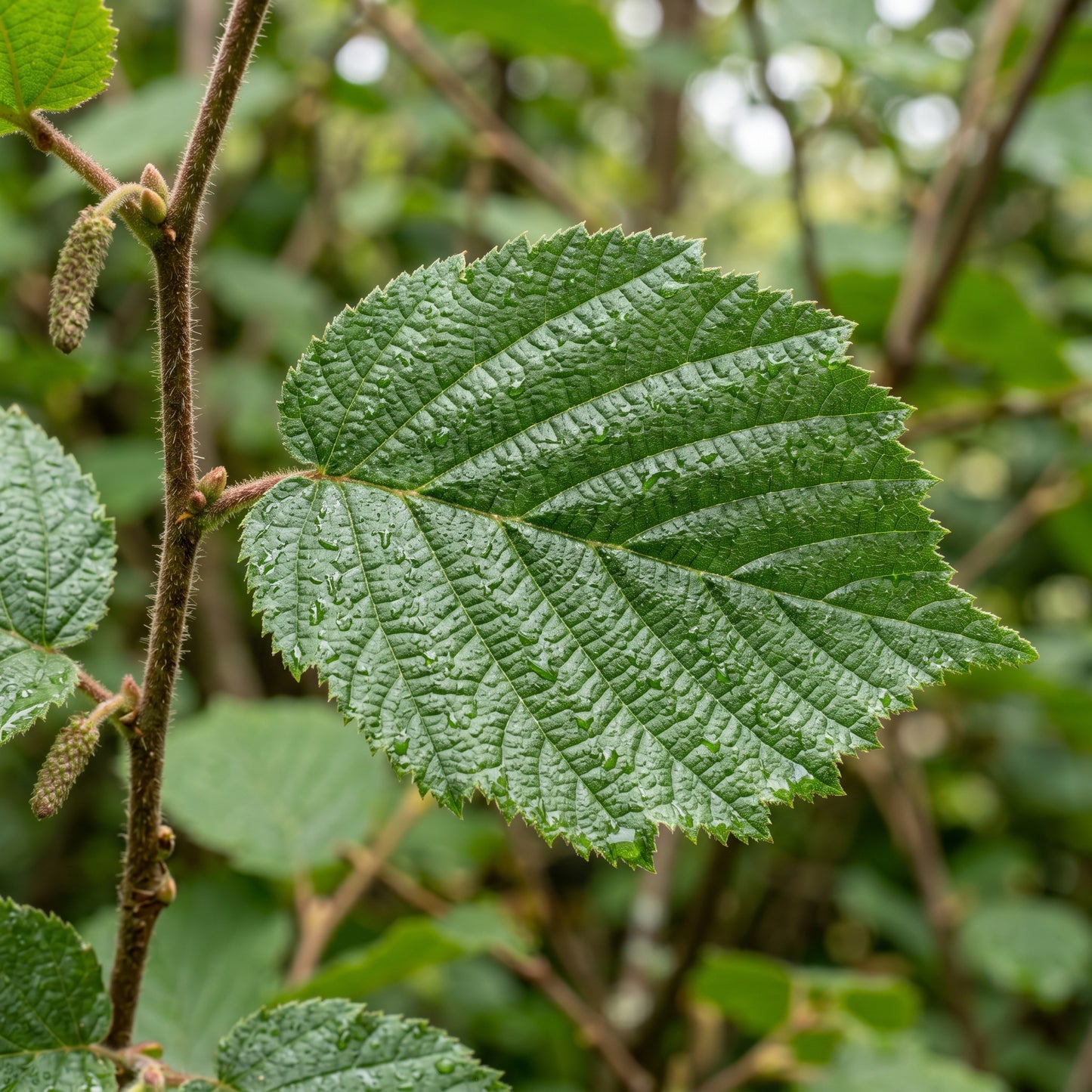 Hazelnut Seeds (Corylus americana) – Tree Seeds for Planting
