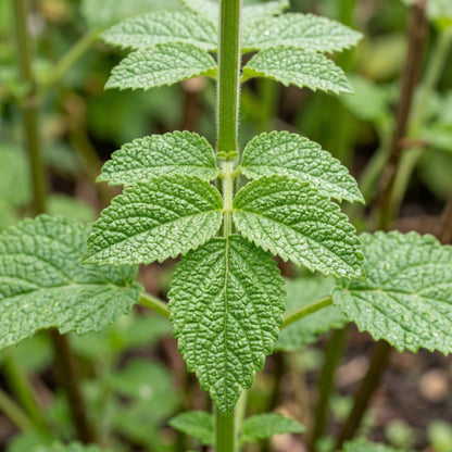 Danshen Red Sage Seeds (Salvia miltiorrhiza)