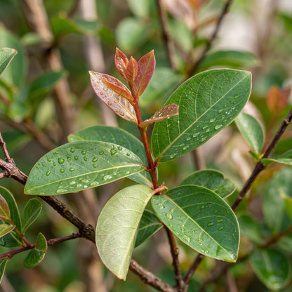 Mixed Crepe Myrtle Flower Seeds (Lagerstroemia)