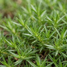 Creeping Dwarf Phlox Seeds (Phlox subulata) – Perennial Ground Cover Flower Seeds