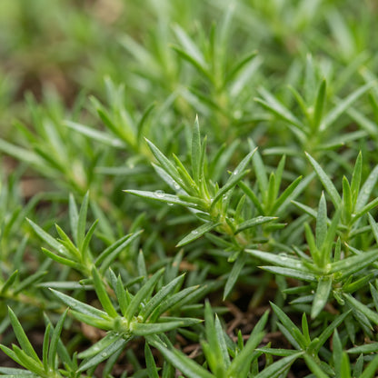 Creeping Dwarf Phlox Seeds (Phlox subulata) – Perennial Ground Cover Flower Seeds
