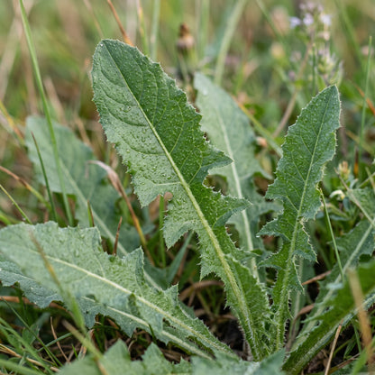 Chicory Seeds (Cichorium intybus) – Heirloom Open Pollinated Wildflower Seeds