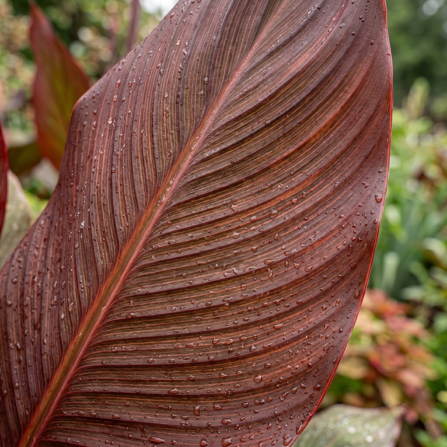 Canna Lily Seeds (Canna indica) – Perennial Garden Flower Seeds