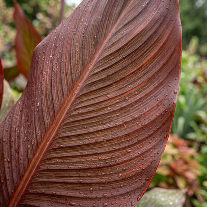 Canna Lily Seeds (Canna indica) – Perennial Garden Flower Seeds