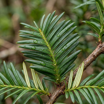 English Yew Seeds (Taxus baccata) – Evergreen Garden Seeds