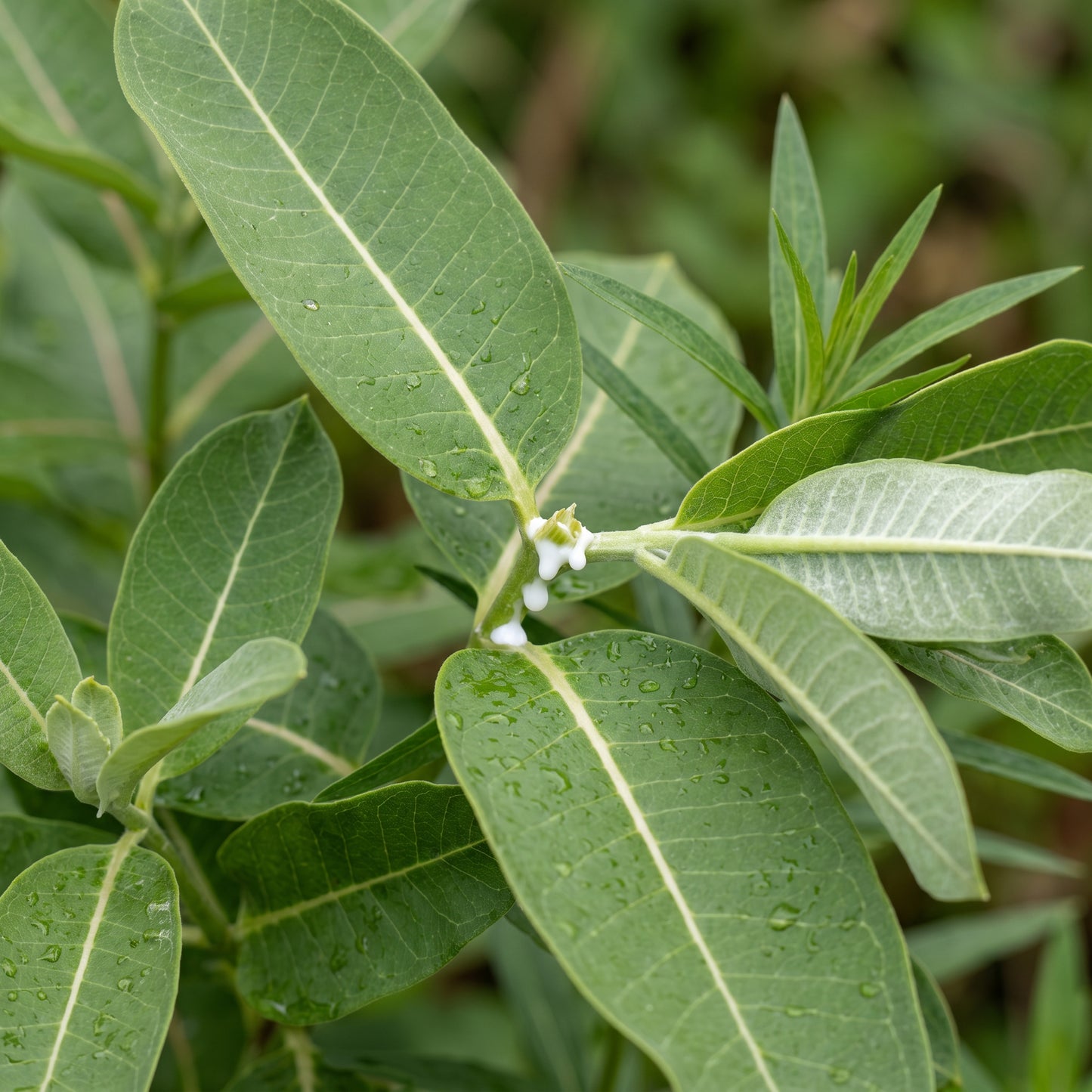 Mixed Color Milkweed Seeds – Asclepias Garden Flower Seeds