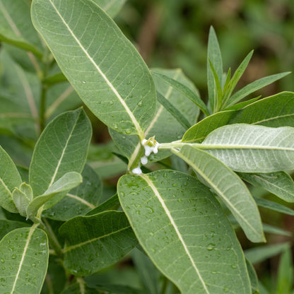Mixed Color Milkweed Seeds – Asclepias Garden Flower Seeds