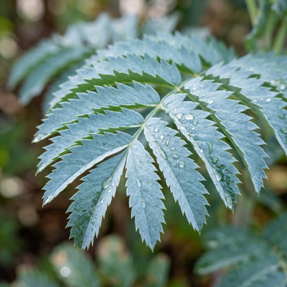 Melianthus major Seeds – Evergreen Garden Shrub Seeds
