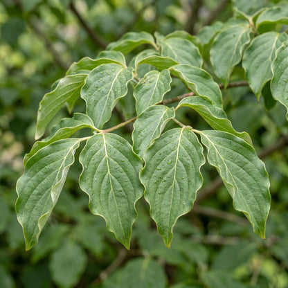 Kousa Dogwood Seeds – Cornus kousa Flowering Tree Seeds
