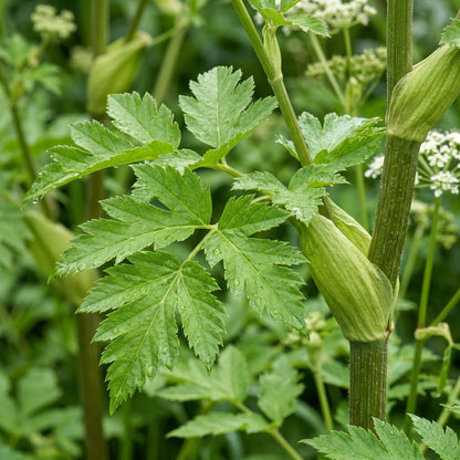 Angelica Seeds – Angelica archangelica Herb Garden Seeds