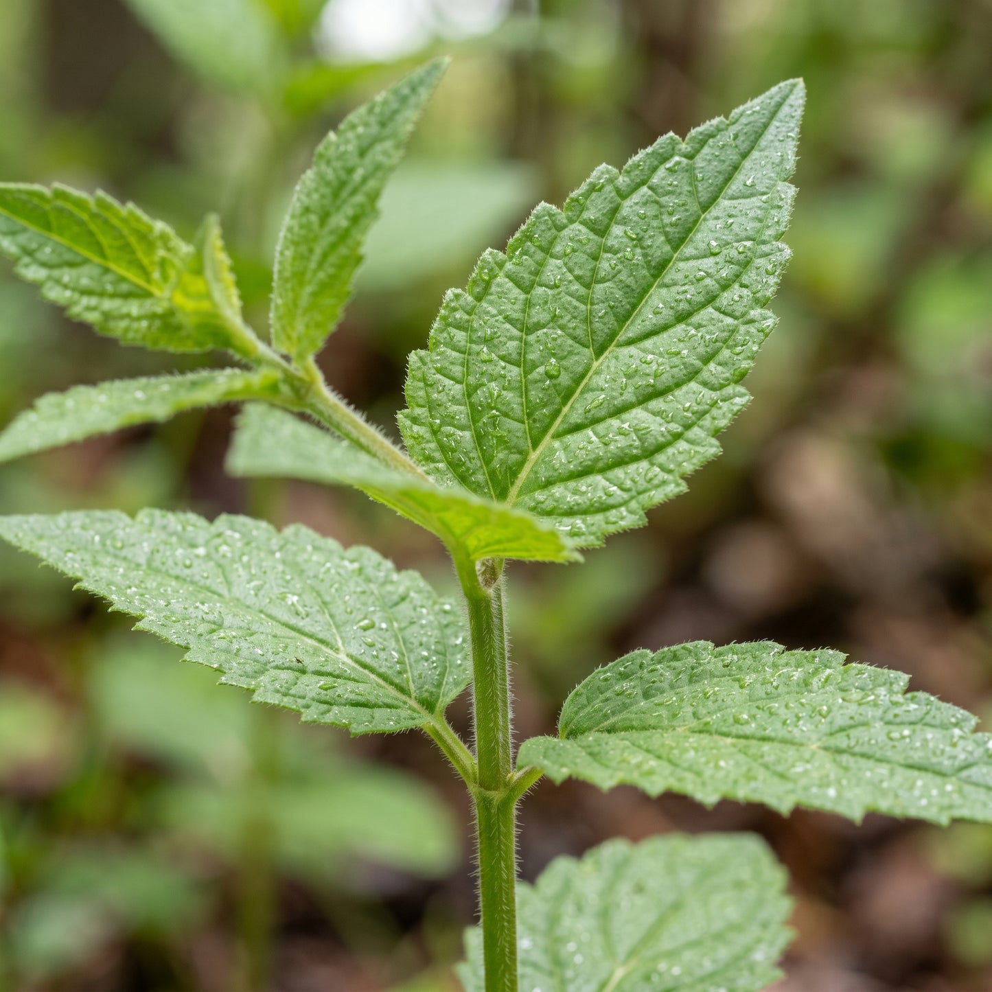 Skullcap Seeds – Scutellaria Herb Garden Seeds