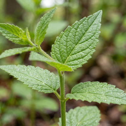 Skullcap Seeds – Scutellaria Herb Garden Seeds