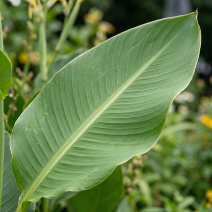 White Canna Lily Seeds – Perennial Flower Garden Seeds