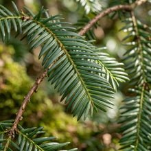 English Yew Seeds – Taxus baccata Evergreen Tree Seeds