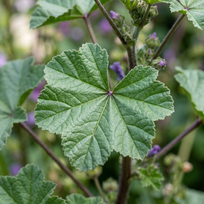 Malva Sylvestris Seeds – Purple Mallow Flower Seeds