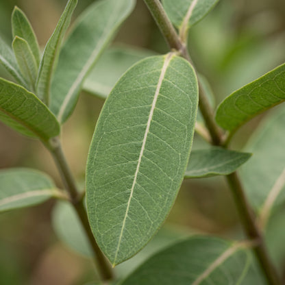 Mixed Milkweed Seeds – Asclepias Multi Variety Flower Seeds