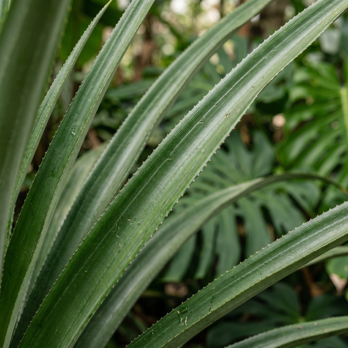 Pineapple Seeds – Yellow Fruit Plant Seeds