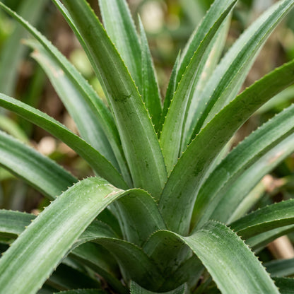 Pineapple Seeds – Yellow Fruit Plant Seeds