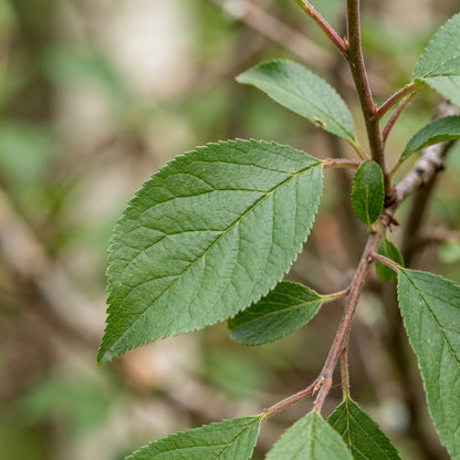 Wild Plum Tree Seeds – Outdoor Fruit Plant Seeds