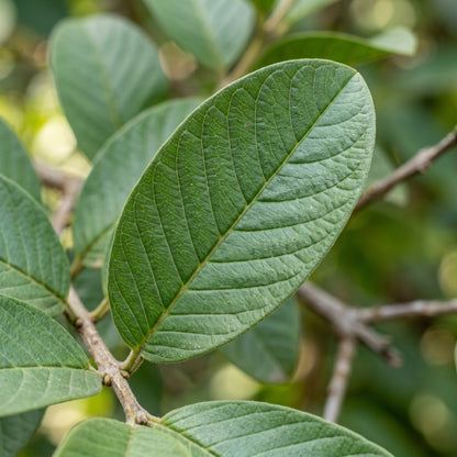 Guava Tree Seeds – Perennial Fruit Plant Seeds