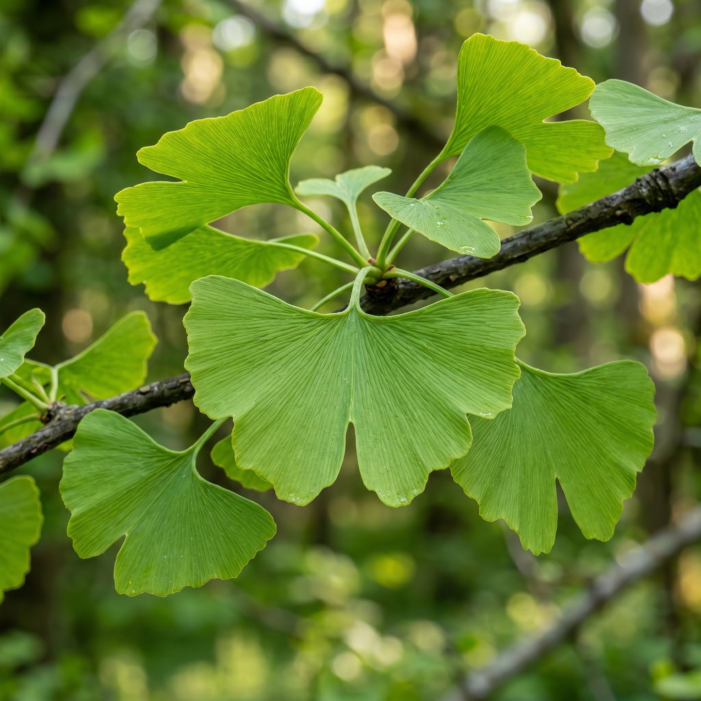 Ginkgo Biloba Seeds – Maidenhair Tree Seeds