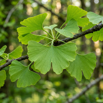 Ginkgo Biloba Seeds – Maidenhair Tree Seeds