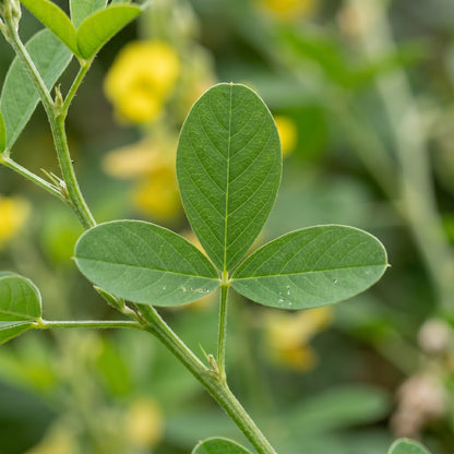 Showy Rattlebox Seeds – Crotalaria Flower Seeds