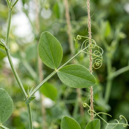 Sweet Pea Seeds – Colorful Flowering Vine Seeds