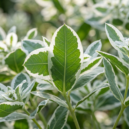 Euphorbia Seeds – Green White Flower Garden Seeds