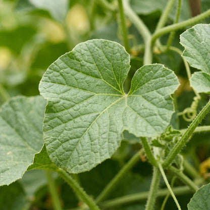 Honeydew Melon Seeds – Green Fruit Plant Seeds