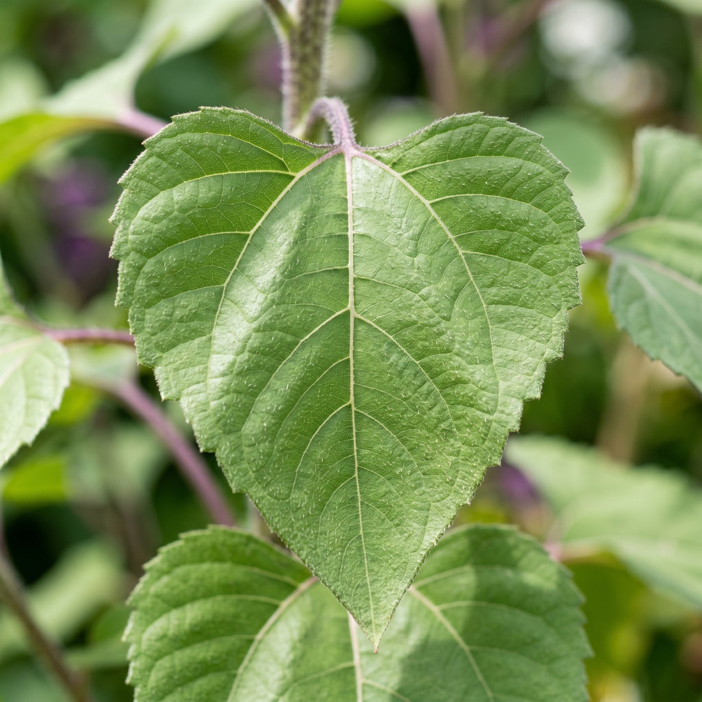 Purple Sunflower Seeds – Garden Flower Seeds