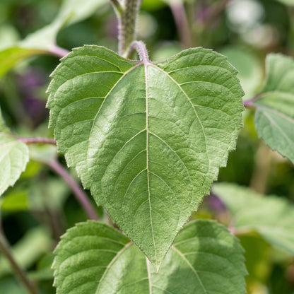 Purple Sunflower Seeds – Garden Flower Seeds