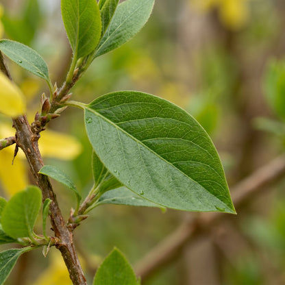 Forsythia Seeds – Forsythia suspensa Shrub Seeds
