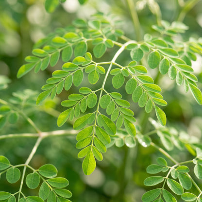Moringa Seeds – Garden Tree Plant Seeds